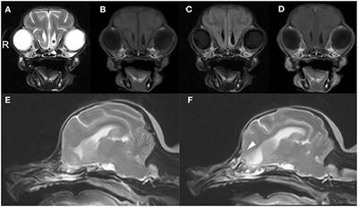 Case Report: Detection of Transferrin in a Dog Suspected of Having Cerebrospinal Fluid Rhinorrhea